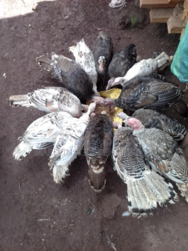 Turkeys 4 Months Old - thumbnail 2