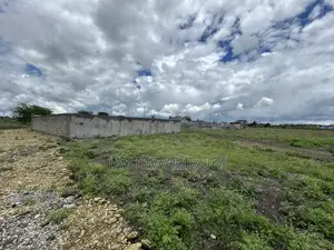 50 By100 Korompoi Kite