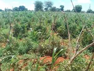 Half Acre of Land at Kaseveni Area, Embu Mwea 20kms From Makutano