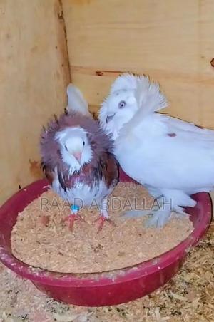 Pigeon for Sale - thumbnail 2