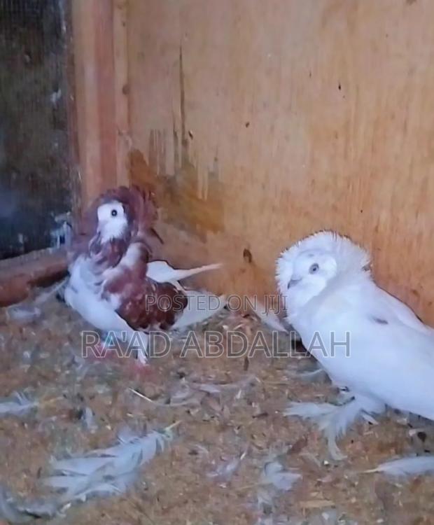 Pigeon for Sale - thumbnail 3