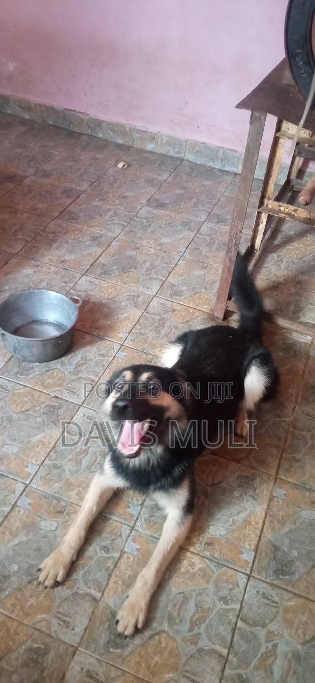 1+ year Male Mixed Breed German Shepherd - thumbnail 5