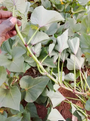 Super K Vines