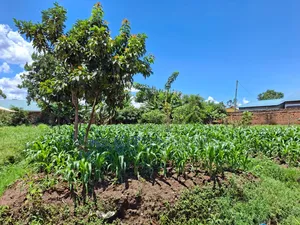 2 Commercial Plots for Sale in Mashambani Area Bungoma Town