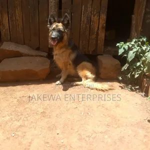 6-12 months Female Purebred German Shepherd