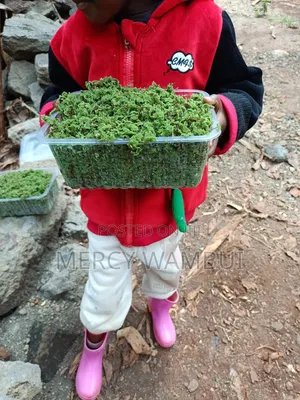 Azolla Seedlings