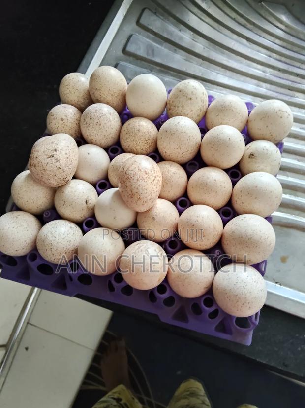 Turkeys on Sale - main view