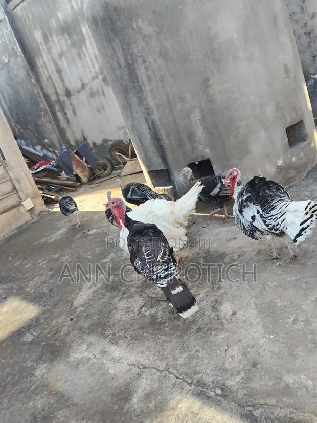 Turkeys on Sale - thumbnail 2