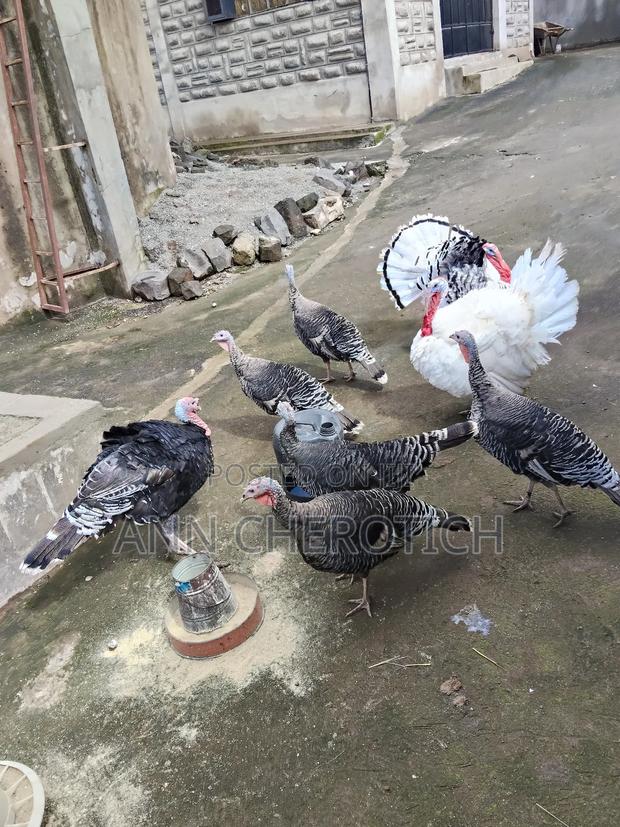 Turkeys on Sale - thumbnail 3