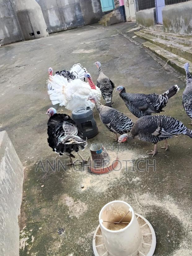 Turkeys on Sale - thumbnail 4