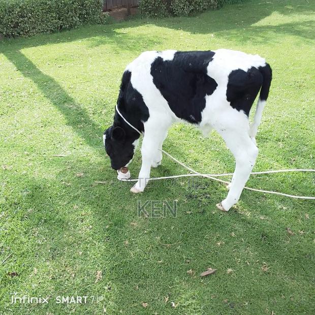 Heathy Male Calves