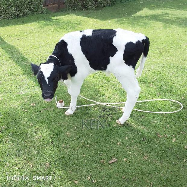 Heathy Male Calves - thumbnail 2