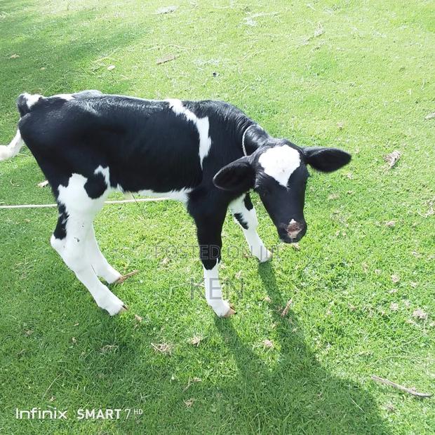 Heathy Male Calves - thumbnail 3