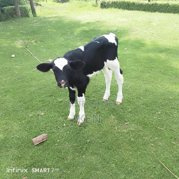 Heathy Male Calves - thumbnail 4