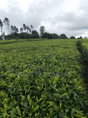 3 Acres of Land on Sale at Giturū -Kangari