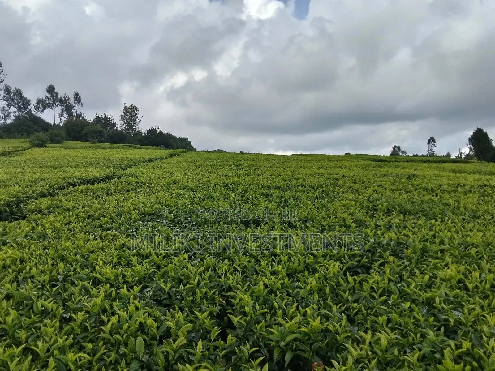 3 Acres of Land on Sale at Giturū -Kangari