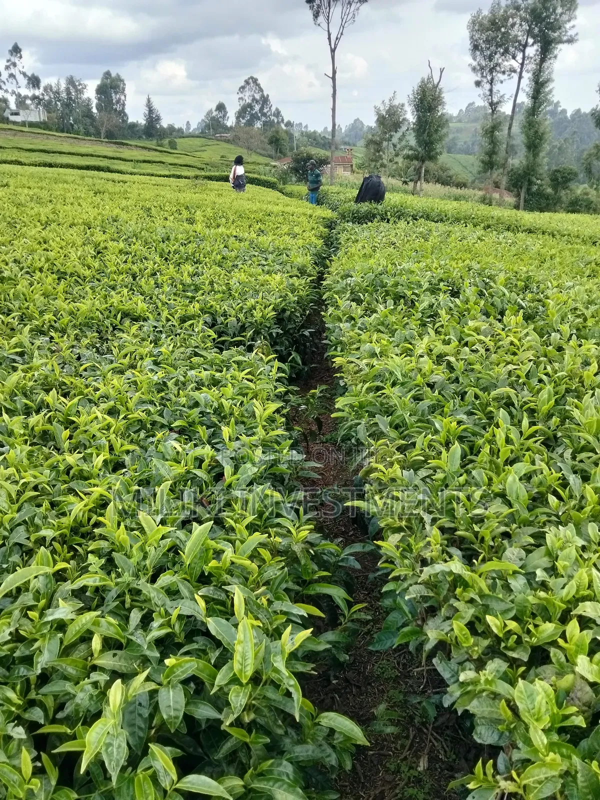 3 Acres of Land on Sale at Giturū -Kangari