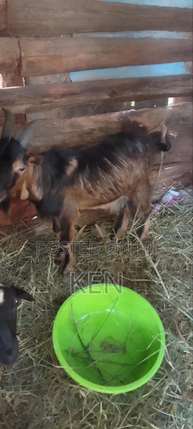 Breed or Feast - thumbnail 2