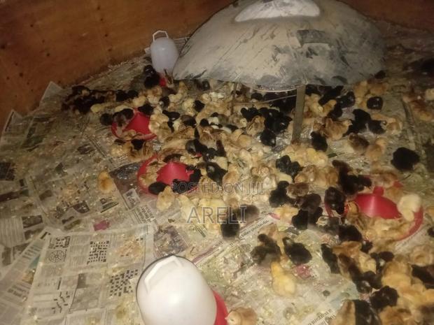 Day Old Chicks