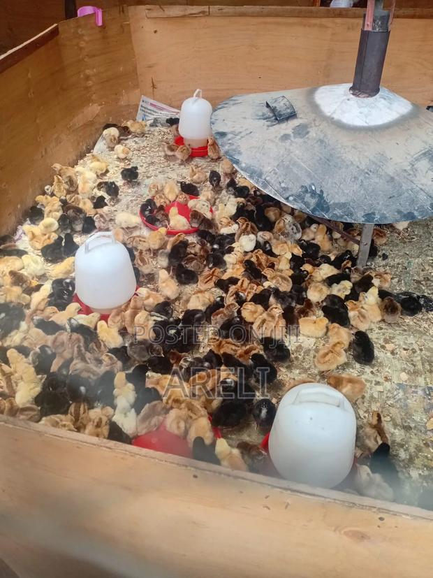 Day Old Chicks - thumbnail 2
