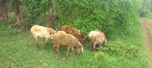 Adult Sheep