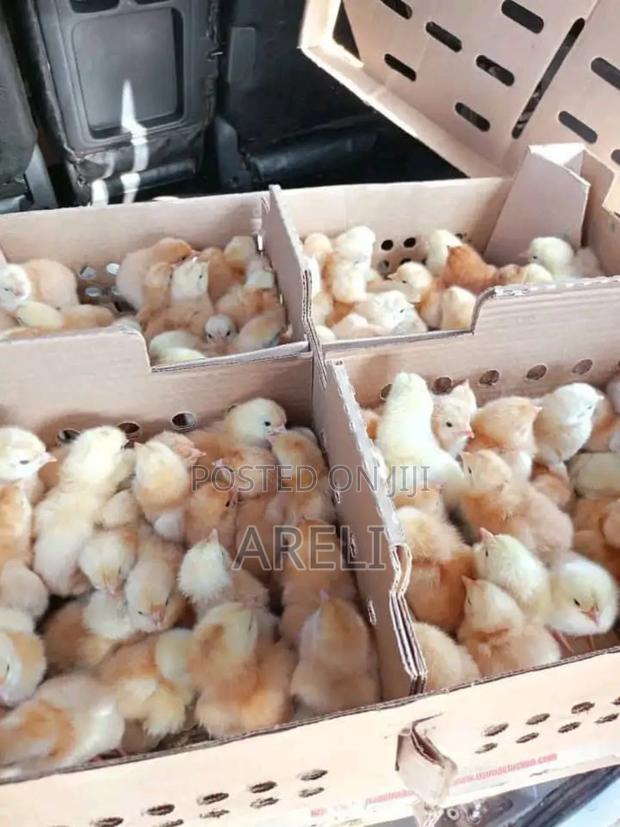 Day Old Chicks - thumbnail 4