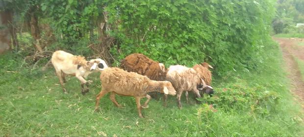 Breed or Feast - thumbnail 2