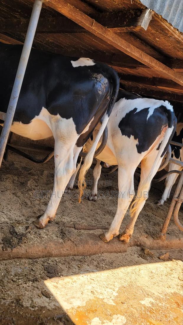 Giant Pedigree Incalf Heifers