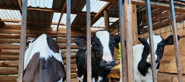 Pedigree Calf's for Sale
