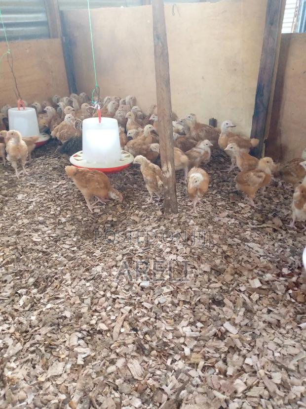 Month Old Chicks - thumbnail 3