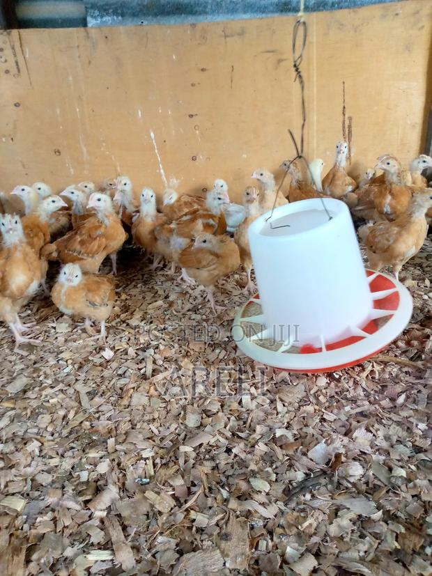 Month Old Chicks - thumbnail 4