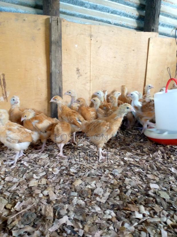 Month Old Chicks - thumbnail 5