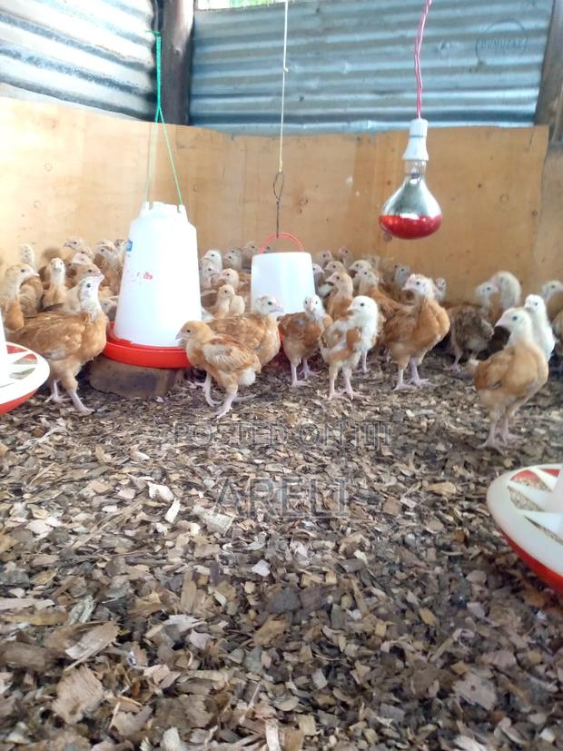 Month Old Chicks - thumbnail 6