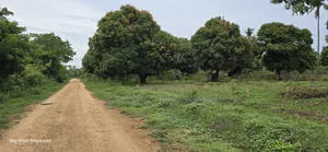 Prime 6-Acre Land for Sale - Kikambala
