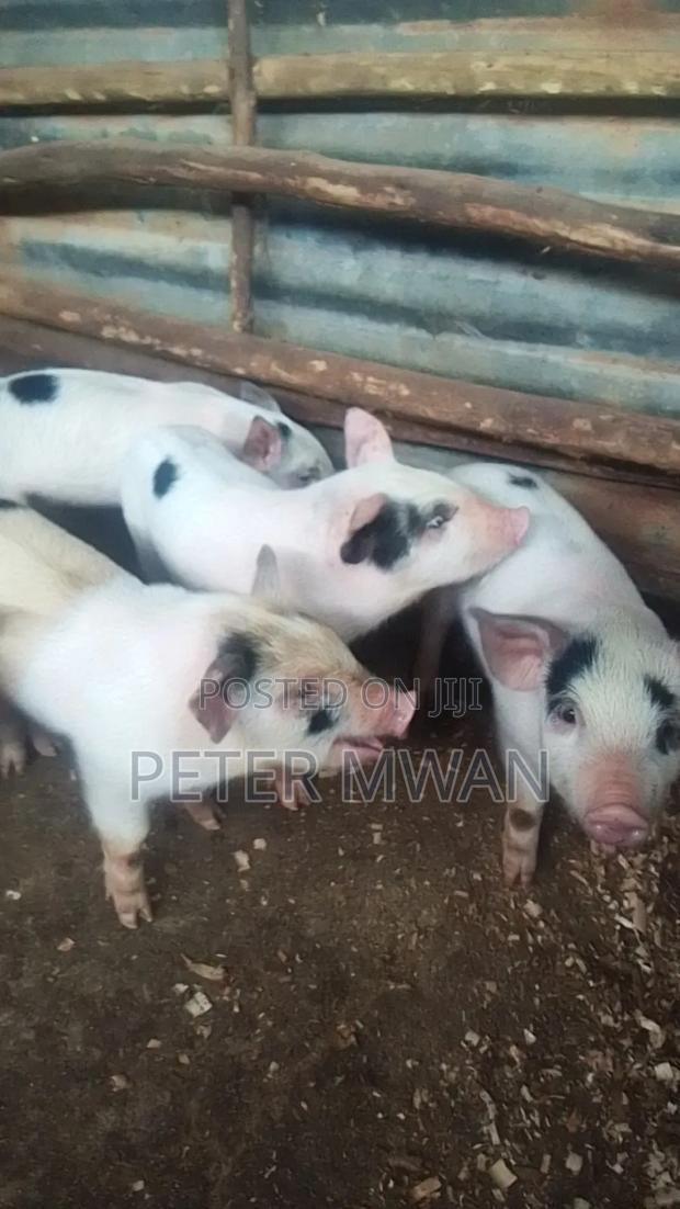 Duroc 9 Piglets 3000 Each Kiambu Ndumberi - main view