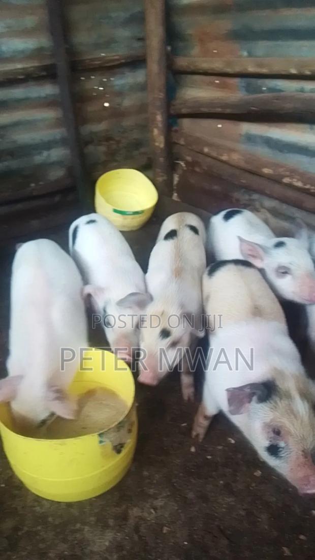 Duroc 9 Piglets 3000 Each Kiambu Ndumberi - thumbnail 2