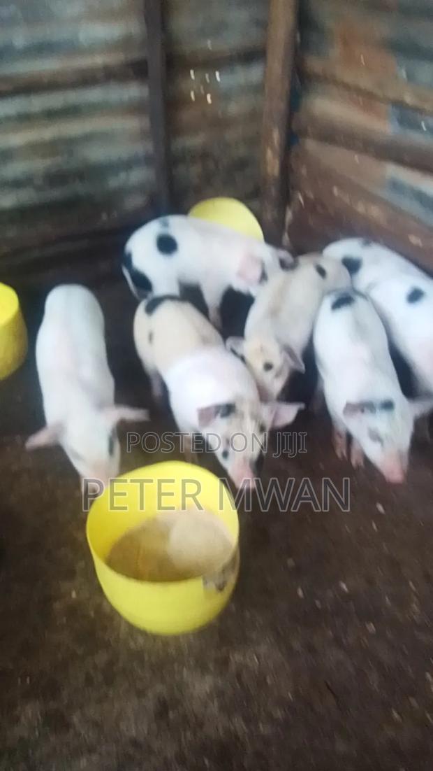 Duroc 9 Piglets 3000 Each Kiambu Ndumberi - thumbnail 3