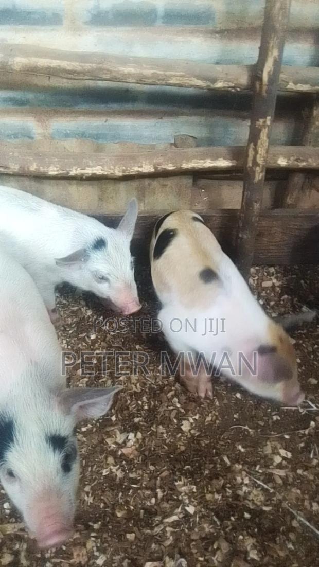 Duroc 9 Piglets 3000 Each Kiambu Ndumberi - thumbnail 4