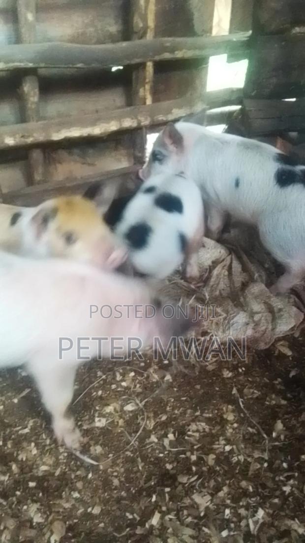 Duroc 9 Piglets 3000 Each Kiambu Ndumberi - thumbnail 5