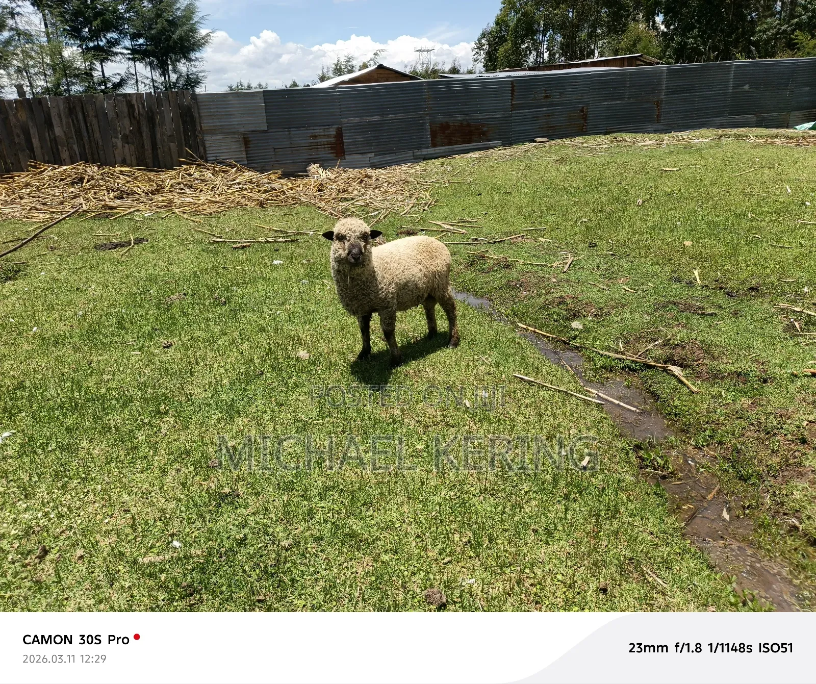 Hampshire Ram, Approx 1.5 Years Old