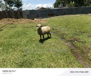 Hampshire Ram, Approx 1.5 Years Old