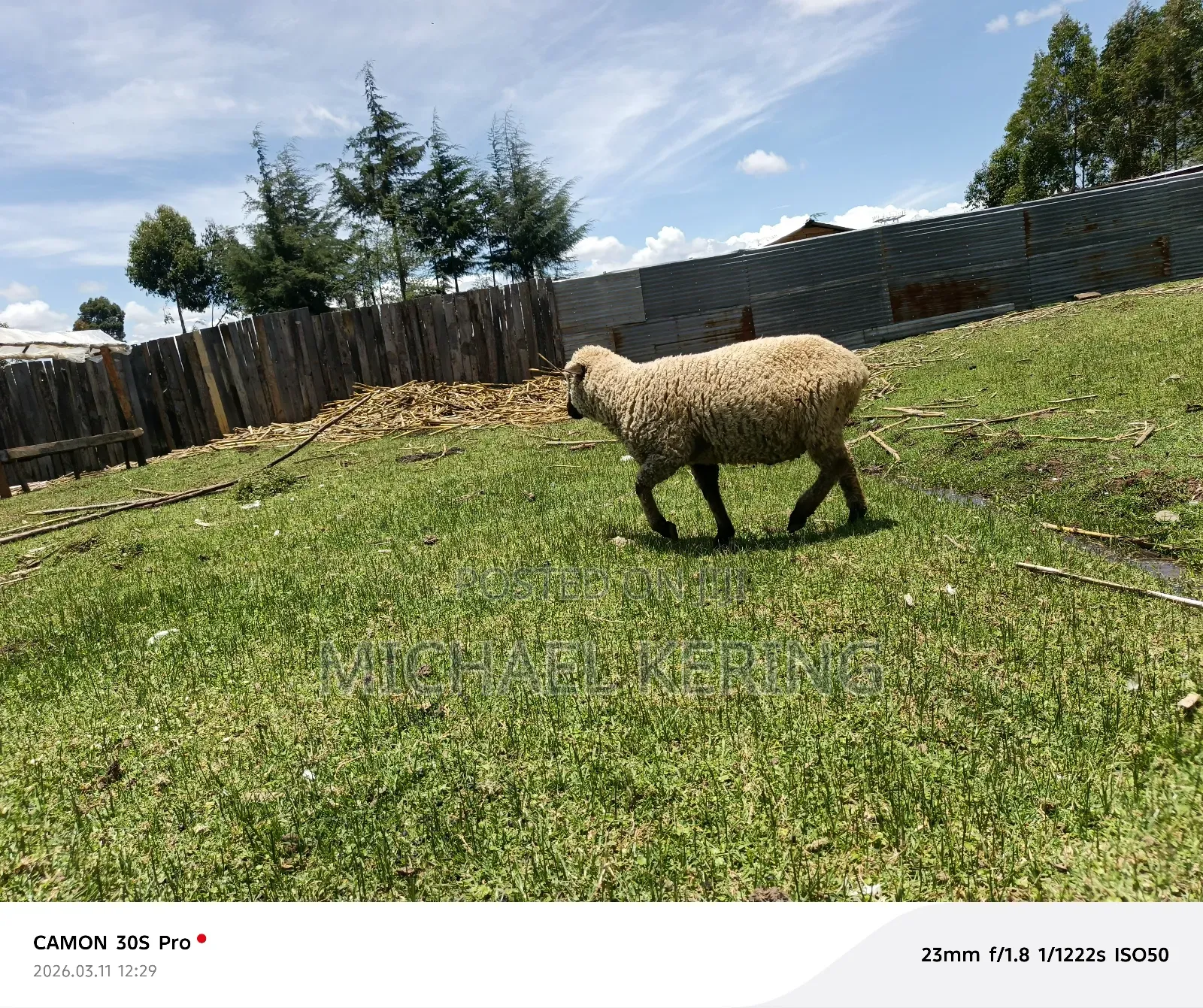 Hampshire Ram, Approx 1.5 Years Old
