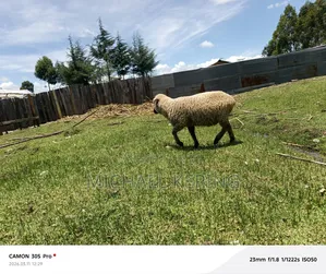 Hampshire Ram, Approx 1.5 Years Old