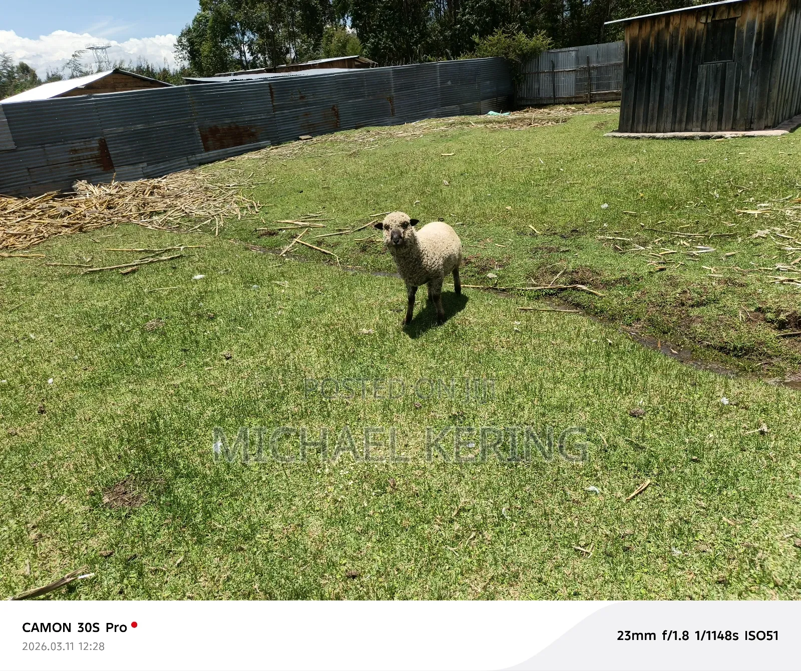 Hampshire Ram, Approx 1.5 Years Old