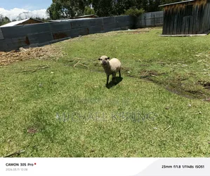 Hampshire Ram, Approx 1.5 Years Old