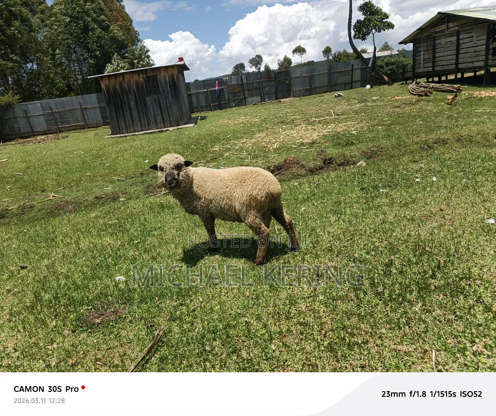 Hampshire Ram, Approx 1.5 Years Old