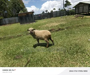 Hampshire Ram, Approx 1.5 Years Old