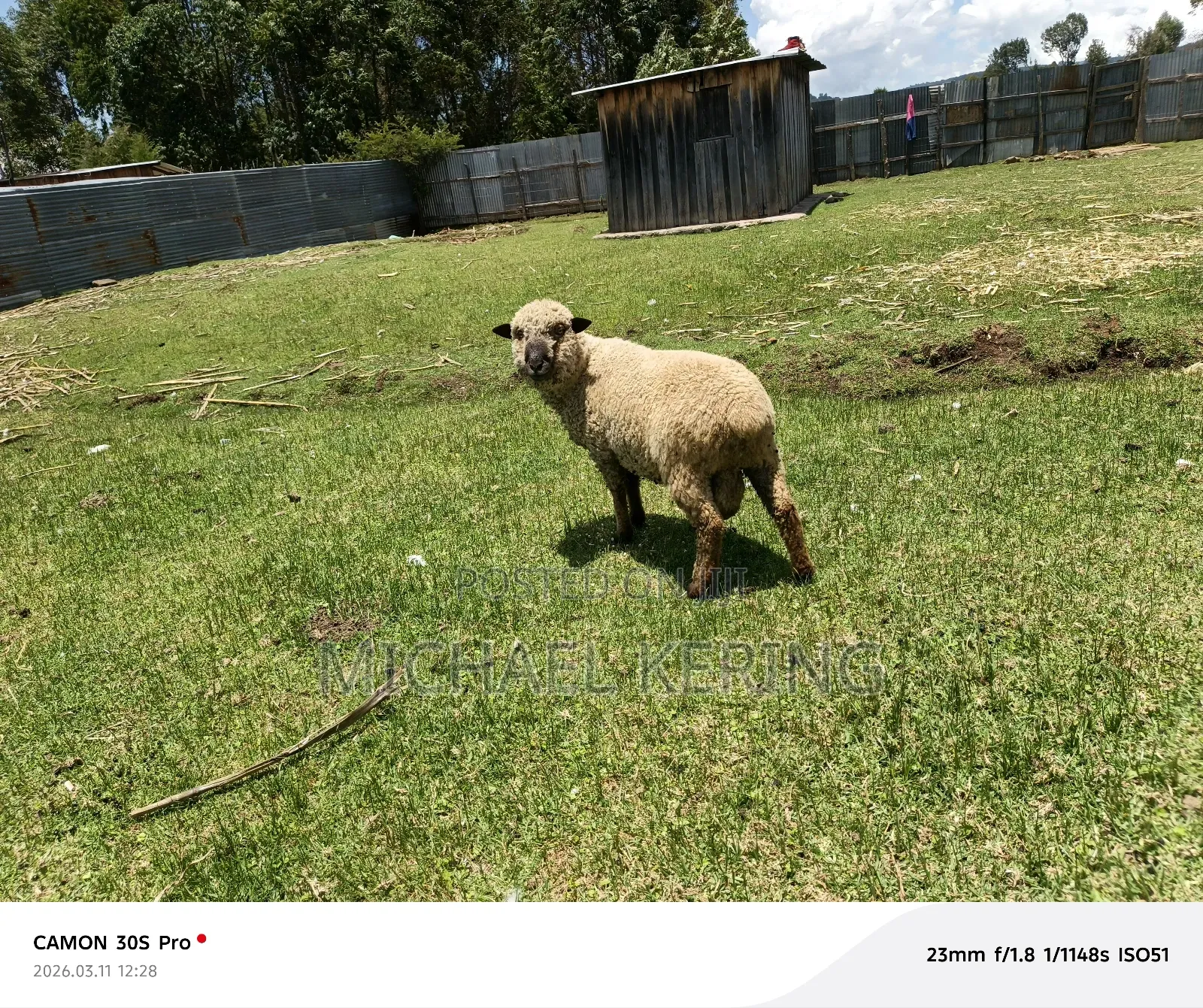 Hampshire Ram, Approx 1.5 Years Old