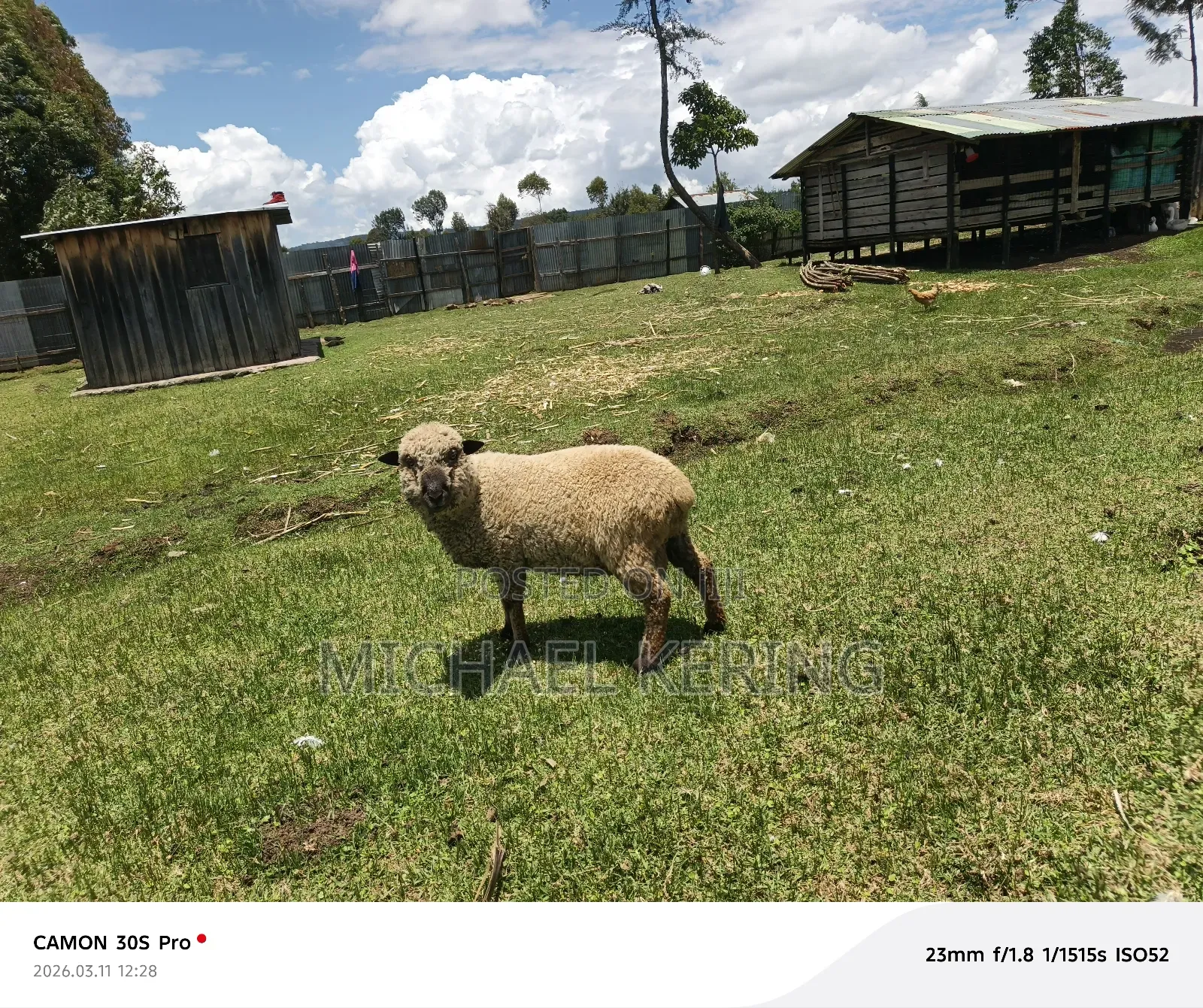 Hampshire Ram, Approx 1.5 Years Old