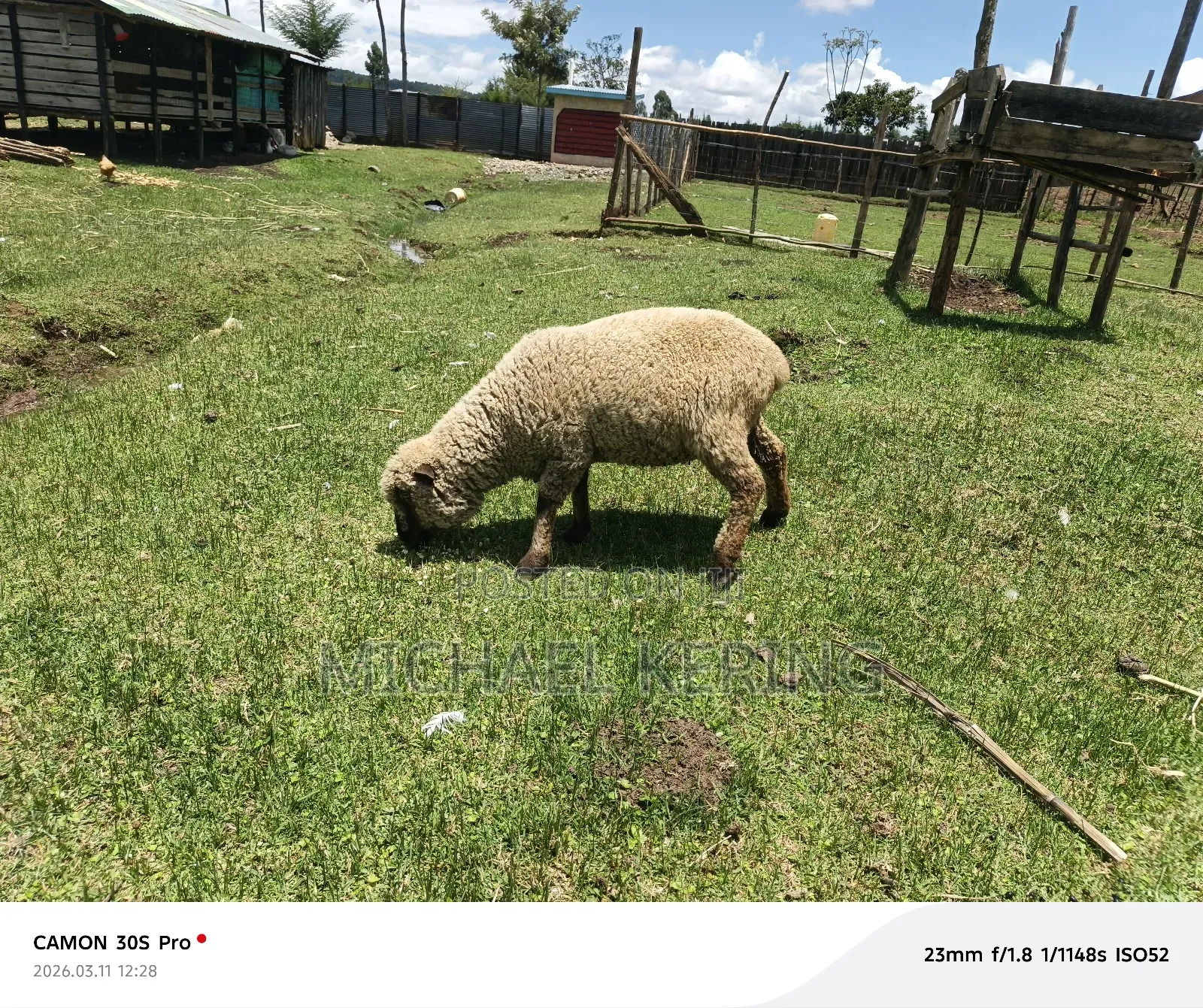 Hampshire Ram, Approx 1.5 Years Old